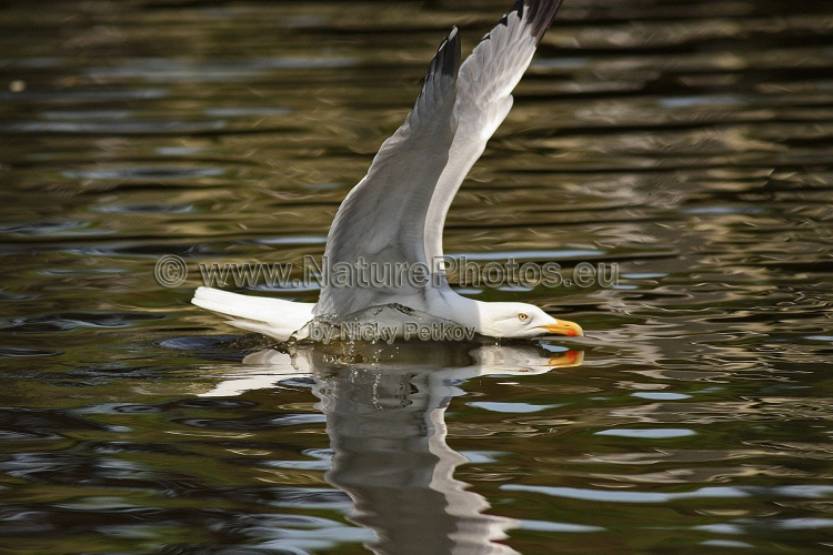 WildLife Photos of Birds, Gulls, Terns & Auks, Herring Gull, Larus argentatus